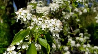Çiçek açmış erik yaprağı ağaçları.