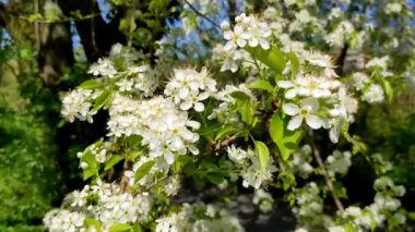 Prunus padus ya da baharda bahçede Avrupa kirazı. Yavaş çekim