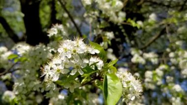 Kuş kirazı ağacı tamamen çiçek açmış. Prunus padus çiçekleri bulanık yeşil arka planda kapanıyor. Bahar parkında çiçek açan bir manzara