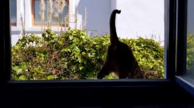Bengal kedisi İspanyol köyünde çitin üstünde yürüyor.