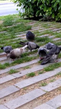 Güvercin ve güvercin şehir caddesinde, Barselona, İspanya