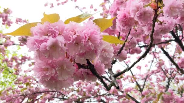 Kwitnące Drzewo Sakura Mieście Sakura Kwitną — Wideo stockowe