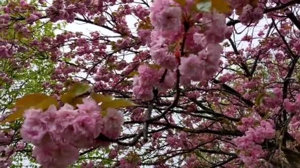 Bloeiende Sakura Boom Stad Sakura Bloei — Stockvideo