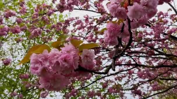 Blooming Sakura Tree City Sakura Bloom — Stock Video