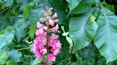 Flowering trees. Red horse chestnut flowers in spring. Close-up. Carnea Aesculus, hybrid of Aesculus hippocastanum, Aesculus pavia