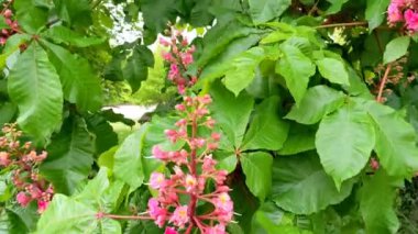 Çiçek açan ağaçlar. Baharda kırmızı at kestane çiçekleri. Carnea Aesculus, Aesculus hipocastanum melezi, Aesculus pavia
