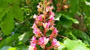 Kızıl Kestane çiçeklerinin manzarası. Kızıl Kestane, Aesculus carnea, Hybrid Eesculus hippocastanum, Aesculus pavia