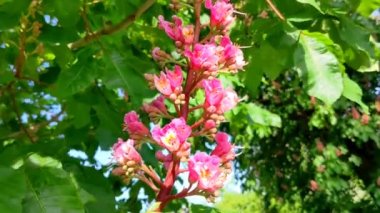 Kızıl Kestane çiçeklerinin manzarası. Kızıl Kestane, Aesculus carnea, Hybrid Eesculus hippocastanum, Aesculus pavia