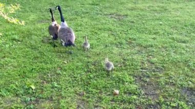 Kanada kazları Seilersee 'de yerel dinlenme alanında