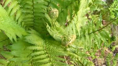 Bahar ormanında güzel, taze eğreltiotu filizleri. Eğrelti otunun büyümesi yakındır. Almanya ve Avrupa 'da doğal bahar manzarası