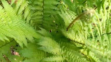 Yeşil eğreltiotu yaprakları yakın çekim