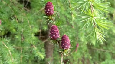 Avrupa Karaçam (Larix decidua koni ile şube)