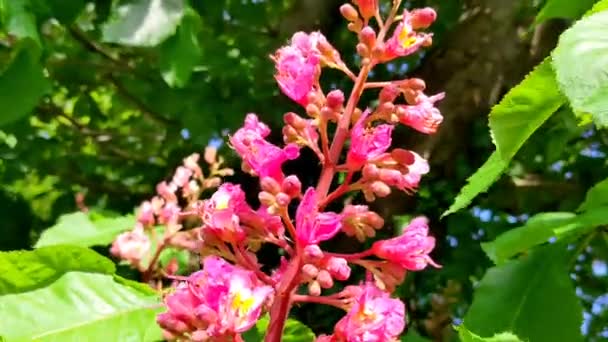 Άποψη Των Κόκκινων Λουλουδιών Καστανιάς Κόκκινο Κάστανο Aesculus Carnea Hybrid — Αρχείο Βίντεο