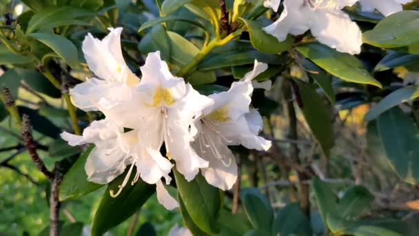 Rododendron Rozkwicie Zbliżenie Białych Kolorowych Kwiatów Rododendronu Kwitnącego Wiosennym Parku — Wideo stockowe