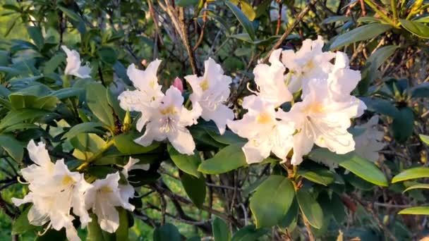 Közelkép Fehér Színű Virágok Egy Rododendron Virágzik Tavaszi Parkban — Stock videók