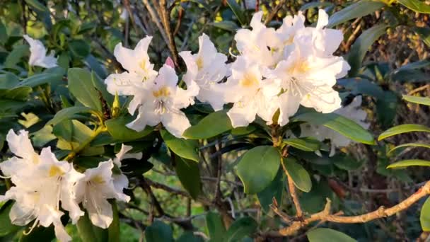 Közelkép Néhány Gyönyörű Fehér Rododendron Virágról — Stock videók