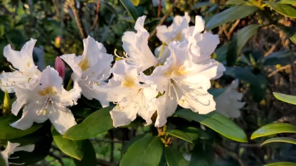 Κλείσιμο Των Λευκών Λουλουδιών Ενός Ροδόδεντρου Που Ανθίζουν Στο Ανοιξιάτικο — Αρχείο Βίντεο