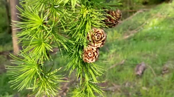 カラマツの木のコーンを持つ枝Larix Decua Pendulaクローズアップ選択的焦点 — ストック動画