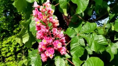 Flowering trees. Red horse chestnut flowers in spring. Close-up. Carnea Aesculus, hybrid of Aesculus hippocastanum, Aesculus pavia