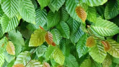 Carpinus Orientalis, Doğulu boynuz ışını olarak bilinir.