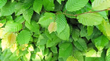 Carpinus betulus. Avrupa 'nın güzel bir dalı ya da yemyeşil yapraklı sıradan bir boynuz ışığı güneşli bir günde ilkbaharda hafif bir esintiyle karıştırılır.