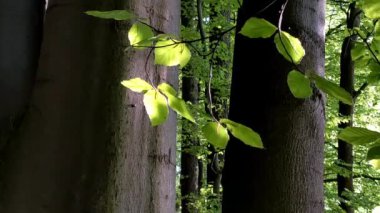 Carpinus betulus. Avrupa 'nın güzel bir dalı ya da yemyeşil yapraklı sıradan bir boynuz ışığı güneşli bir günde ilkbaharda hafif bir esintiyle karıştırılır.