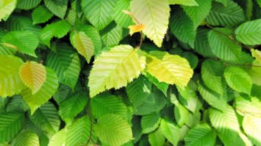 Carpinus betulus. Avrupa 'nın güzel bir dalı ya da yemyeşil yapraklı sıradan bir boynuz ışığı güneşli bir günde ilkbaharda hafif bir esintiyle karıştırılır.