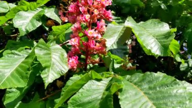 Çiçek açan ağaçlar. Baharda kırmızı at kestane çiçekleri. Yakın plan. Carnea Aesculus, Aesculus hipocastanum melezi, Aesculus pavia