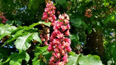 Çiçek açan ağaçlar. Baharda kırmızı at kestane çiçekleri. Yakın plan. Carnea Aesculus, Aesculus hipocastanum melezi, Aesculus pavia