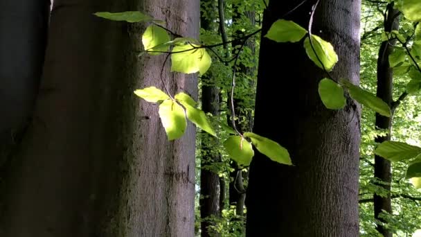 Carpinus Betulus Belle Branche Charme Européen Commun Avec Des Feuilles — Video