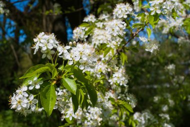 Prunus padus veya Avrupa kuş kirazı baharda bahçede