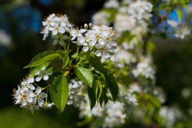 Prunus padus, kuşkirazı olarak da bilinir, Mayday ağacı, gül familyasından çiçek açan bir bitkidir.
