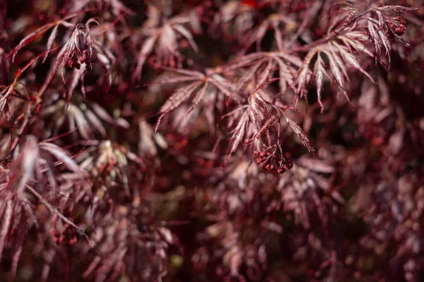 Acer Palmatum Ornatum Kırmızı Yapraklı Bir Akçaağaç Tohum Çiçekli Yaprak — Stok fotoğraf