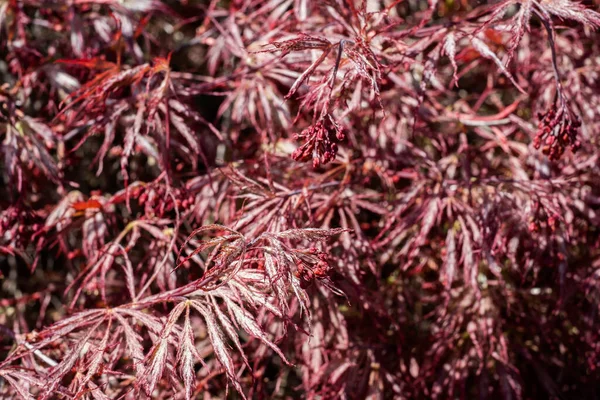 Acer Palmatum Ornatum Maple Red Leaves Leaf Seed Flower — Stock Photo, Image