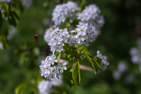 Wiosną Ogrodzie Prunus Padus Lub Europejska Wiśnia Ptasia — Zdjęcie stockowe