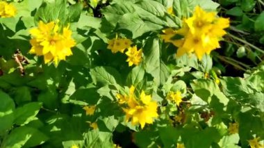 Yaz bahçede Lysimachia Punctata güzel sarı çok yıllık çiçekler büyür