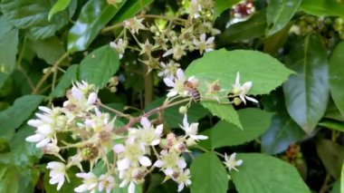 Bal arısı (Apis mellifera) bahçedeki böğürtlen çiçeklerinden polen topluyor. Yavaş çekim videosu