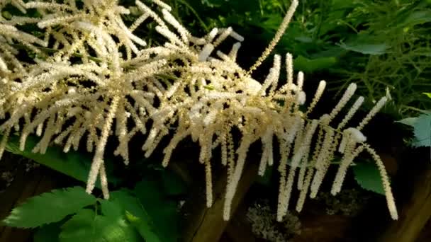Aruncus Dioicus 庭への装飾的な多年生植物 — ストック動画