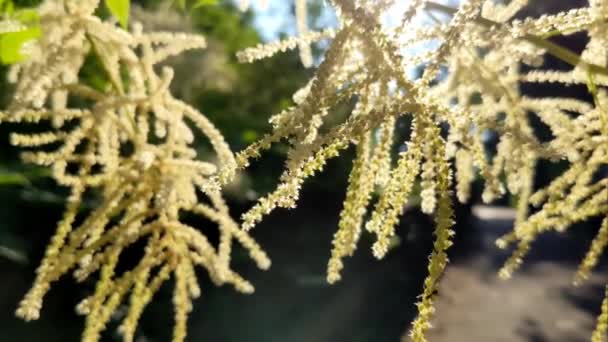 Aruncus Género Botânico Pertencente Família Rosaceae — Vídeo de Stock