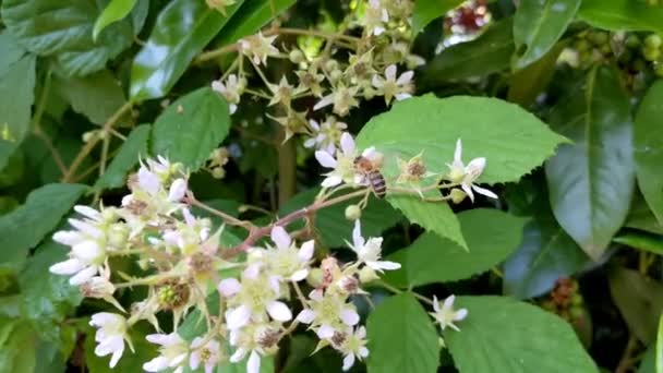 Pszczoła Miodna Apis Mellifera Zbierająca Pyłek Kwitnących Białych Kwiatów Jeżyny — Wideo stockowe