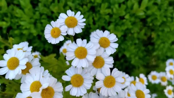 Багато Красивих Квітів Маргарита Літній Сад — стокове відео