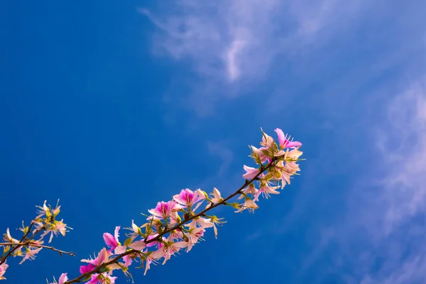 Hong Kong orchid tree against blue sky, floral background. Selective focus. Space for text