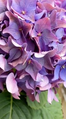 Purple hydrangea flowers. Balcony flowers. Hydrangea macrophylla, flowers
