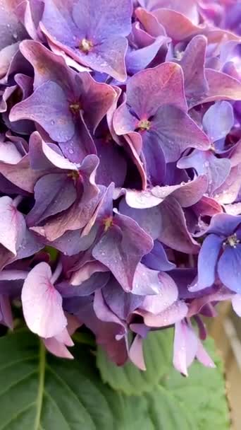 Purple Hydrangea Flowers Balcony Flowers Hydrangea Macrophylla Flowers — Vídeos de Stock