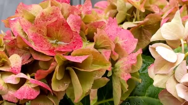 Λουλούδια Μπαλκόνι Ορτανσία Μακρόφυλλα Άνθη — Αρχείο Βίντεο
