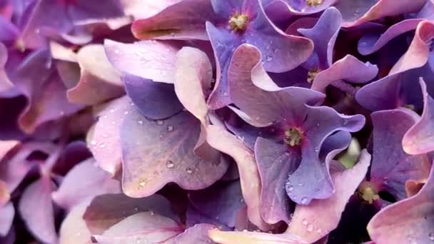 Balkonblumen Hortensie Macrophylla Blüten — Stockvideo