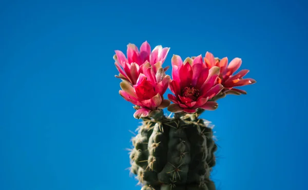 Цвітіння Кактуса Тлі Блакитного Неба — стокове фото