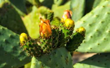 Dikenli Armut 'un güzel çiçeği