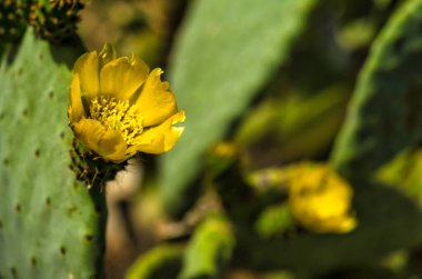 Bloom 'daki Armut Kaktüsü. Dikenli armut çiçekleri, yaklaşın. Katalonya, İspanya