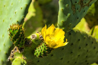Bloom 'daki Armut Kaktüsü. Dikenli armut çiçekleri, yaklaşın. Katalonya, İspanya
